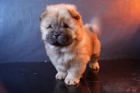 CACHORROS CHOW CHOW DE RAZA Y CALIDAD - mejor precio | unprecio.es