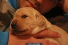Cachorros de Labrador - mejor precio | unprecio.es