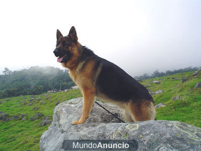 cachorros de pastor aleman