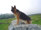cachorros de pastor aleman - mejor precio | unprecio.es