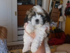 cachorros shih tzu disponible ya - mejor precio | unprecio.es