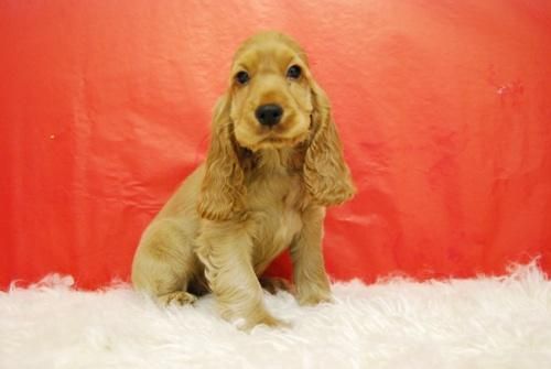 cocker, camada con machos y hembras en venta, cachorros en madrid