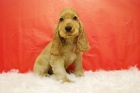 cocker, camada con machos y hembras en venta, cachorros en madrid - mejor precio | unprecio.es