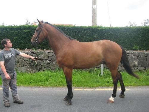 Eu tenho um de 7 anos de idade Appaloosa pronto para adopção