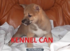 Excelentes cachorros de SibaInu - mejor precio | unprecio.es