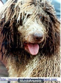 Perro de agua Cria y Selección