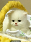 Regalo GATITOS PERSA BICOLOR MISSTON NUEVO - mejor precio | unprecio.es