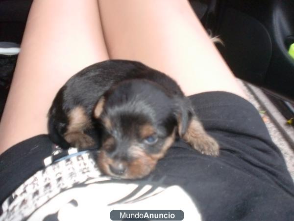 Yorkshire Terrier Cachorros