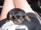 Yorkshire Terrier Cachorros - mejor precio | unprecio.es