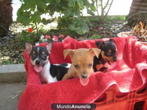 Toy cachorros Chihuahua tamaño disponible