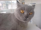 British  Shorthair camadas, cachorros venta - mejor precio | unprecio.es
