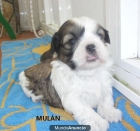 cachorritos de yorkshire - mejor precio | unprecio.es