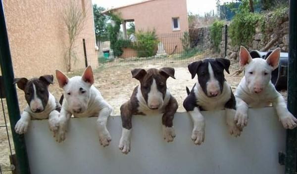 Cachorro Staffordshire Bull Terrier