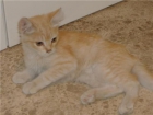 Gatitos en adopción. Córdoba - mejor precio | unprecio.es