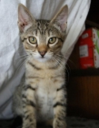 La bella gatita Paola busca hogar - mejor precio | unprecio.es
