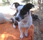 LUCY, perrita mini de 2 años - mejor precio | unprecio.es