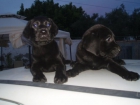 Magníficos cachorros de Labrador Retriever con pedigree, solo 200 euros cada. - mejor precio | unprecio.es