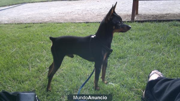MINI PINCHER BUSCA NOVIA