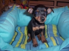 Pinscher Miniatura. doberman en miniatura, perros, cachorros, criadero, venta. Preciosa camada, se entrega a partir de - mejor precio | unprecio.es