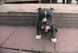 Pit-bull de cachorros