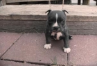 Pit-bull de cachorros - mejor precio | unprecio.es