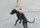 Regalo preciosa perrita - mejor precio | unprecio.es