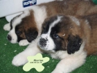 San Bernardo en venta,cachorros - mejor precio | unprecio.es