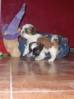 SHIHTZU, CACHORRITOS, SOMOS PARTICULAR, ROGAMOS SERIEDAD, BARATOS - mejor precio | unprecio.es