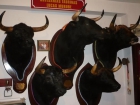 Cabezas de toros disecadas - mejor precio | unprecio.es