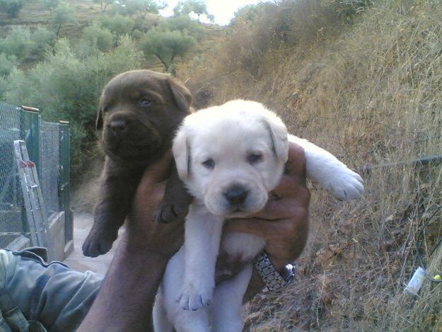 cachorros LABRADOR RETRIEVER con PEDIGREE