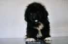 Cachorros Terranova calidad al mejor precio - mejor precio | unprecio.es