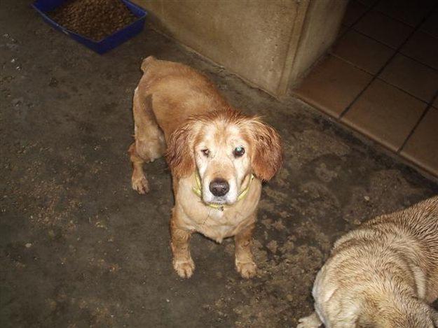 EN ADOPCIÓN: COCKY, EN SERÍN. GIJÓN. (ASTURIAS) Perro cocker