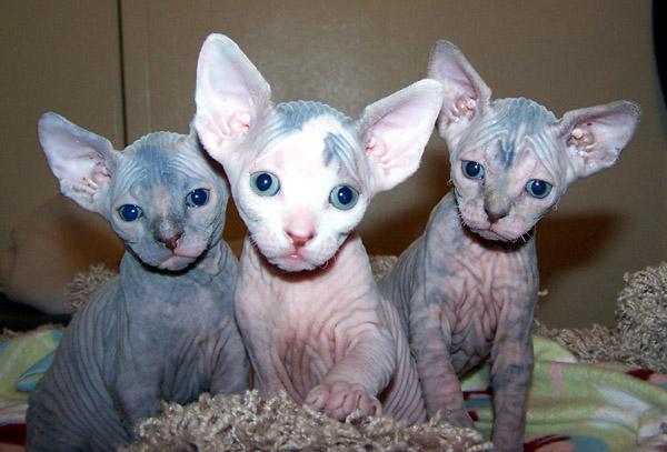 Gato sphynx machos y hembras