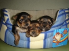 miniaturas de yorkshire terrier - mejor precio | unprecio.es