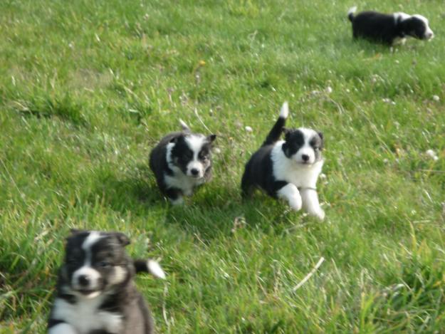 Preciosos cachorros border collie