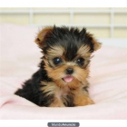 REGALO \'\'YORKSHIRE TERRIER YORKYS\'\' - mejor precio | unprecio.es