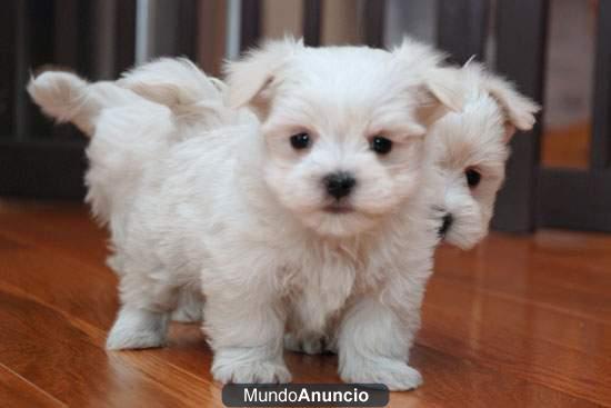 Preciosas Bichón Maltés cachorros