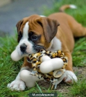 adoptar cachorros boxer bonitas. - mejor precio | unprecio.es