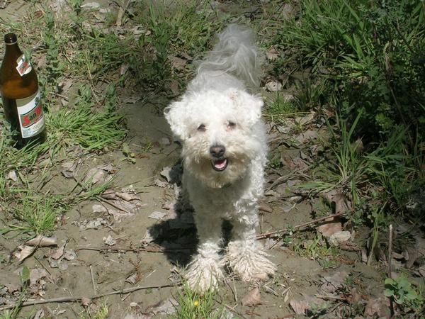 busco pareja macho de caniche