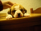 Cachorrita cruce bulldog ideal compañia - mejor precio | unprecio.es