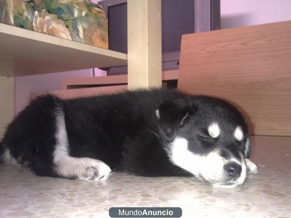 Cachorritas cruce Husky