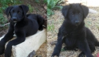 Cachorros Pastor Belga en adopcion - mejor precio | unprecio.es