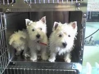 Cachorros WESTIE machos y femeninos preciosos para algún cuerpo - mejor precio | unprecio.es