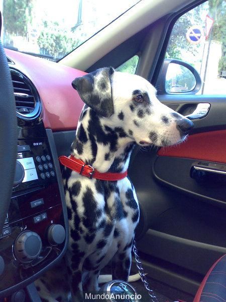 MACHO DALMATA BUSCA NOVIA CON PERIGRI - Valencia