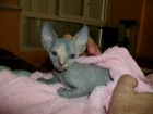 sphynx femelle loof a reserver - mejor precio | unprecio.es