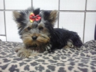 Yorkshire Terrier Toy - mejor precio | unprecio.es