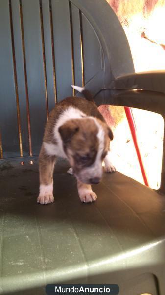 Camada de perros en adopción