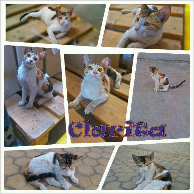 CLARITA, gatita en adopción