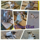 CLARITA, gatita en adopción - mejor precio | unprecio.es