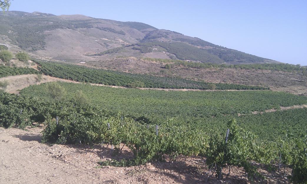 Vendo Uva procedente de viñedos de alta montaña